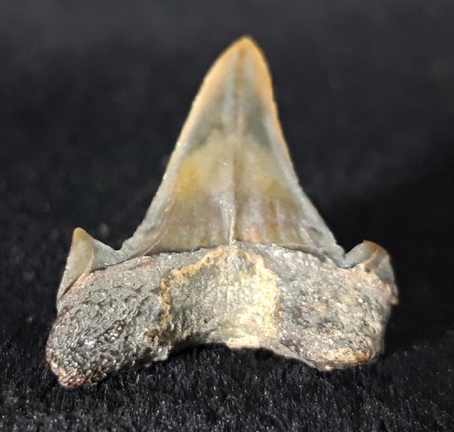 Cretalamna borealis (PRIEM 1897) - Bild &copy; FossNet FossilienStore